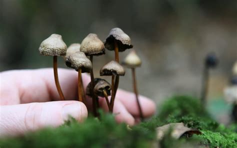 Transform Your Life with the Help of Magic Mushrooms: Delivered Straight to You in Canada
